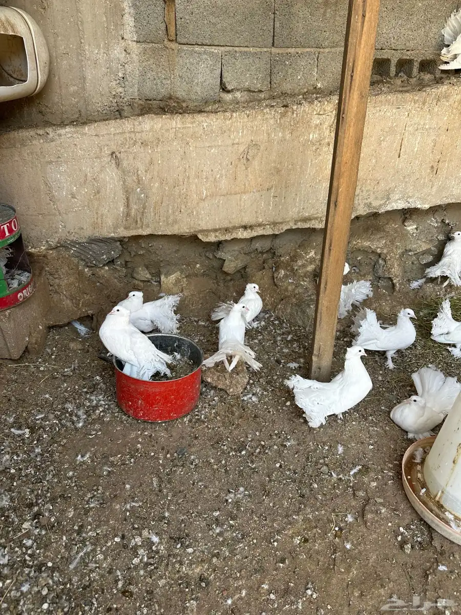 حمام رقاص وصنعاني 14