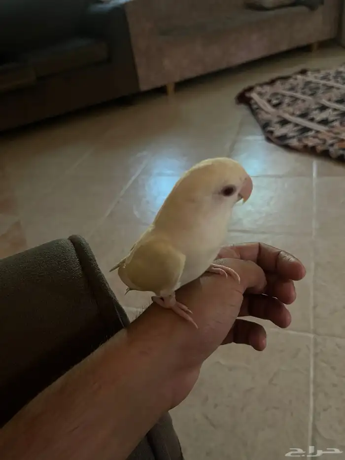 روز اينوا اليف عيون حمر فيه صفار خفيف بالجناح 1