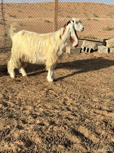 معزا عوارض بيض تم البيع 2