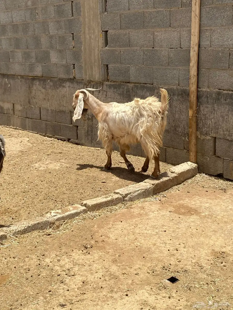 للبيع معزاء دفيع 12