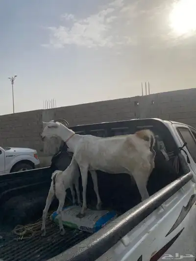 ماعز بيشي 1