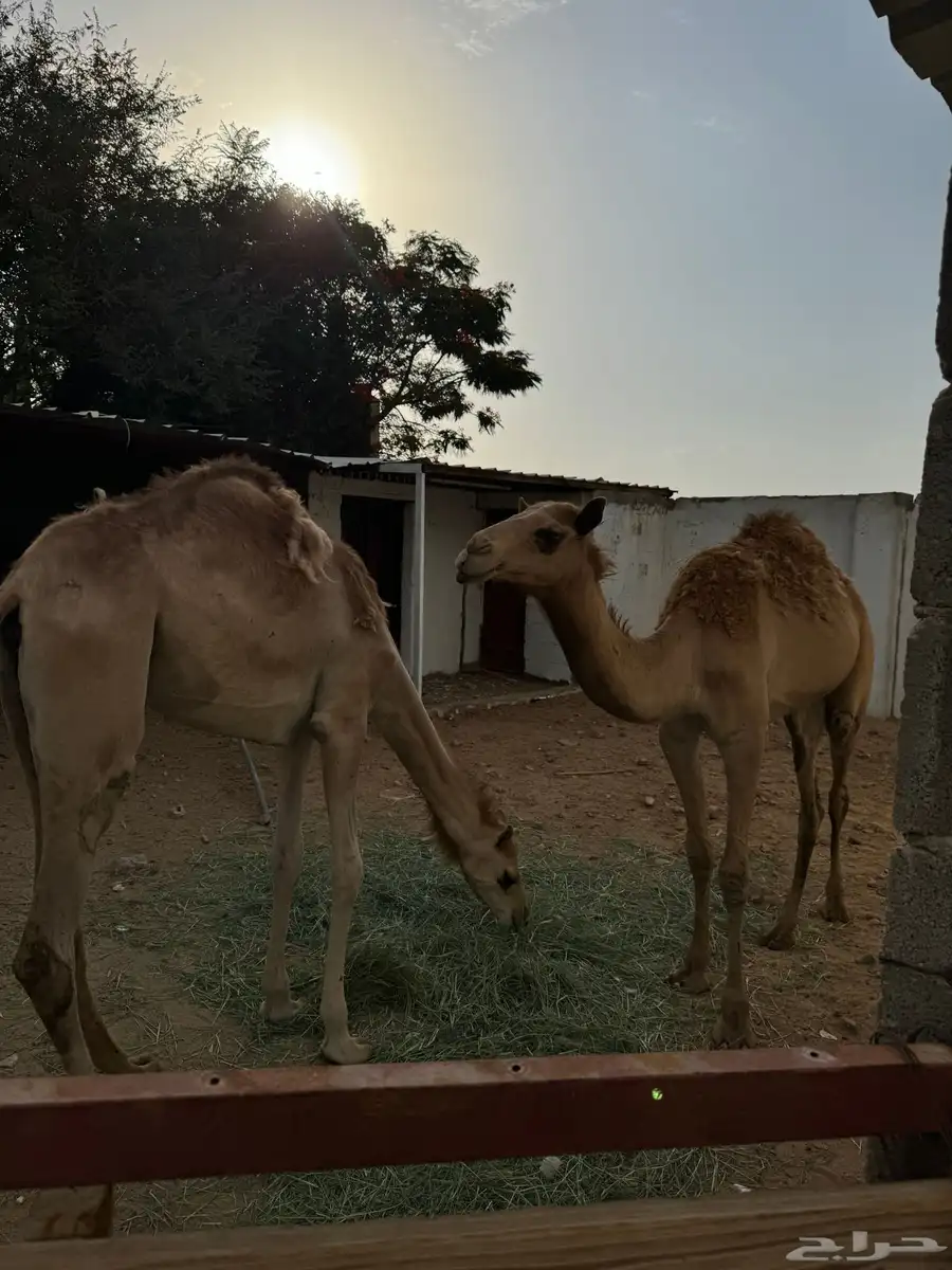 قعدان 2
