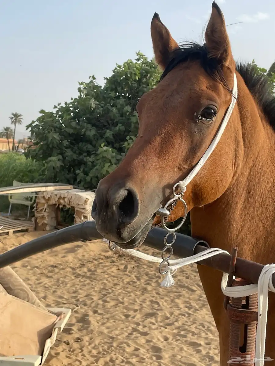 خيل شعبي 0