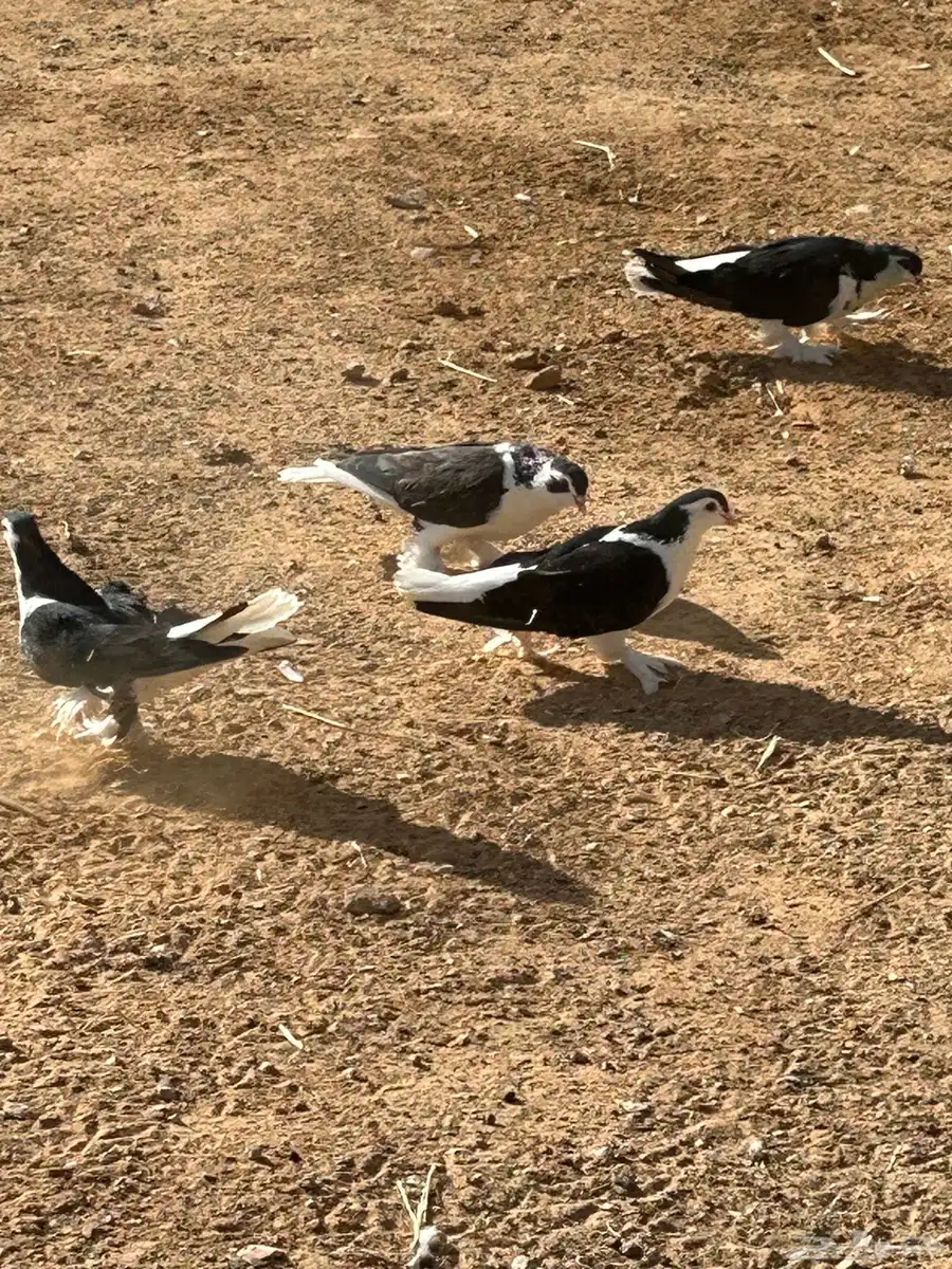 حمام شيرازي او بطريقي 1