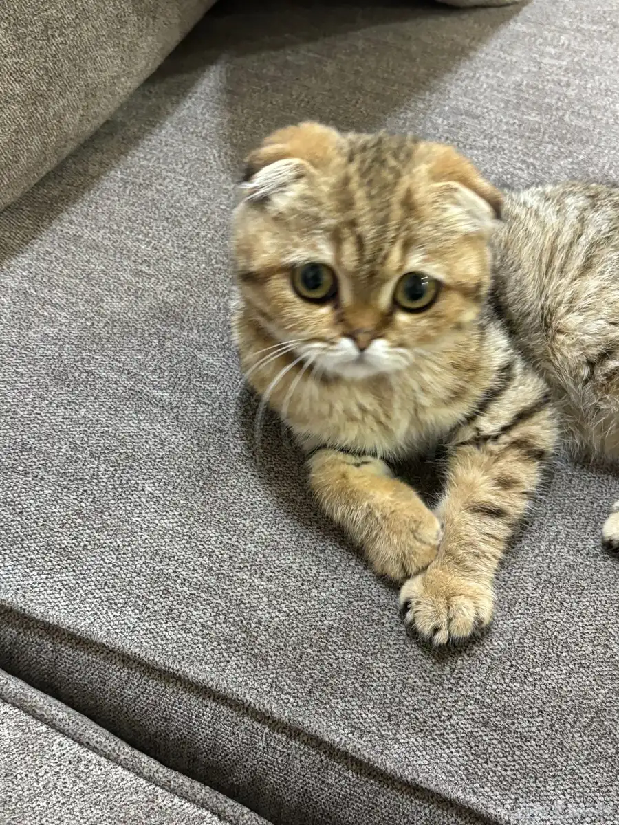 قطه 10