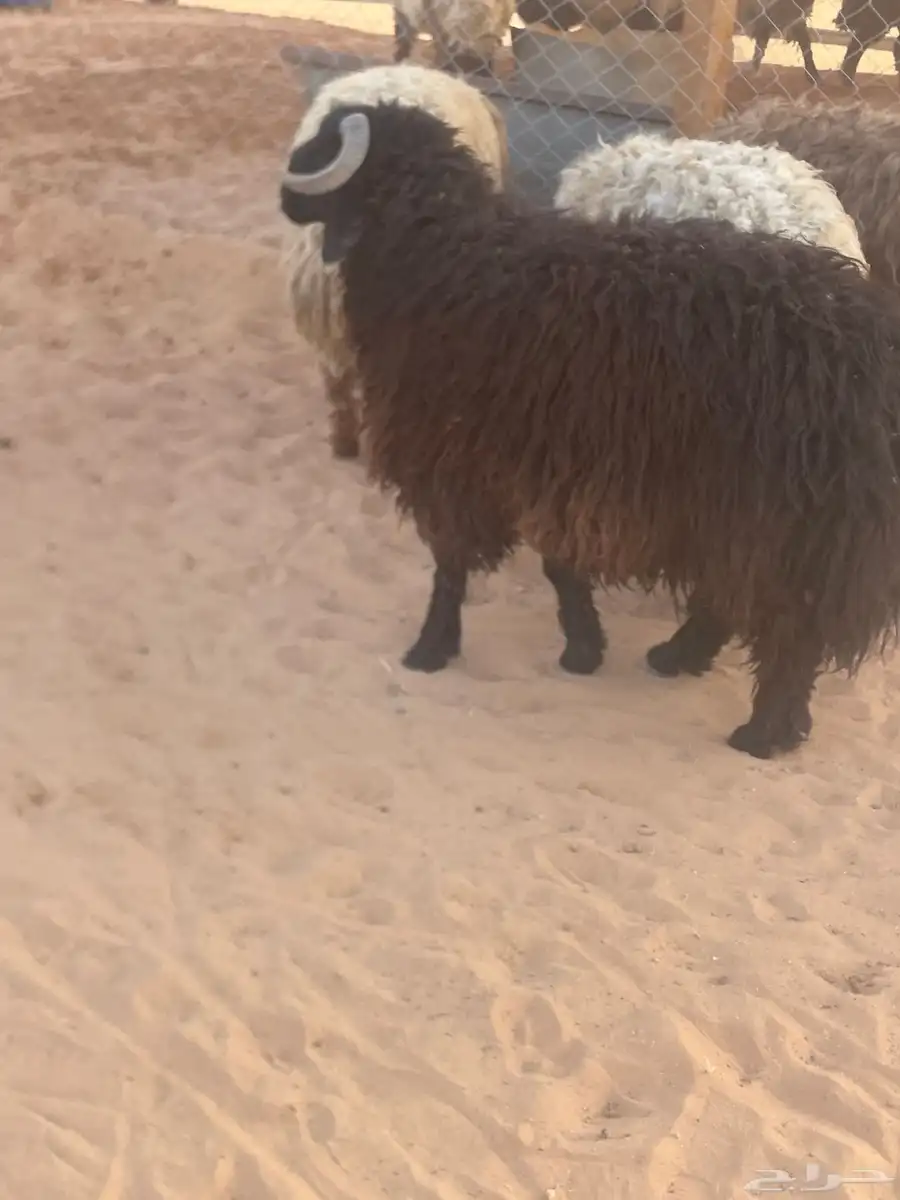 اغنام 3