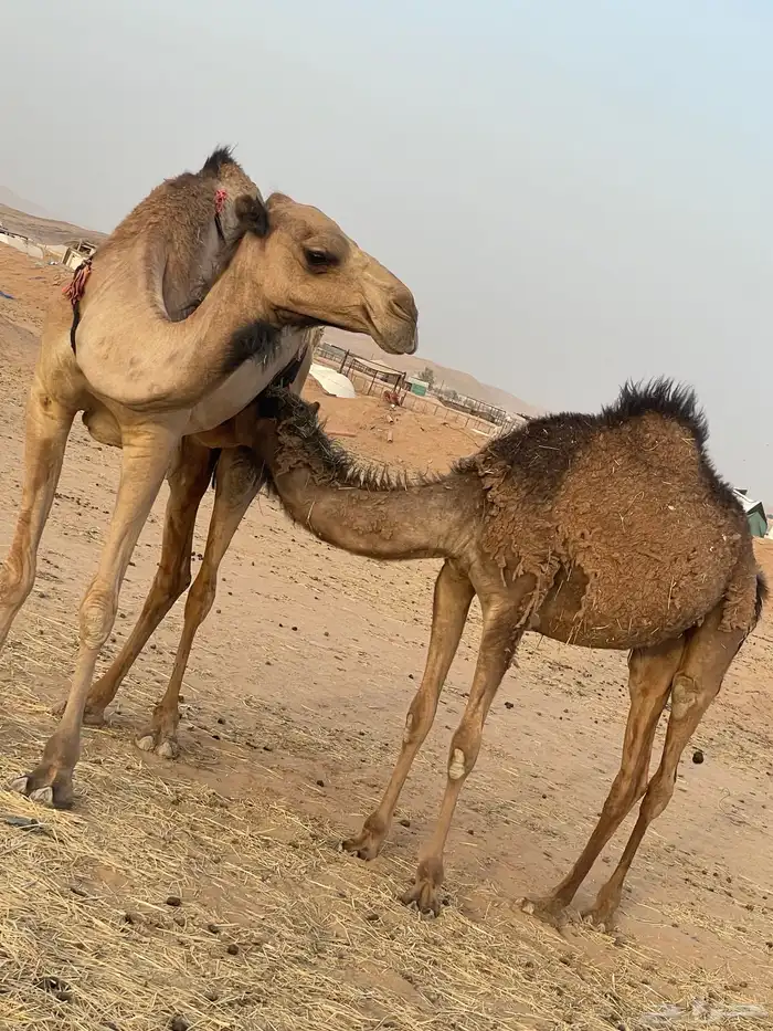 بكرة مفرودة طيبة جدا 3