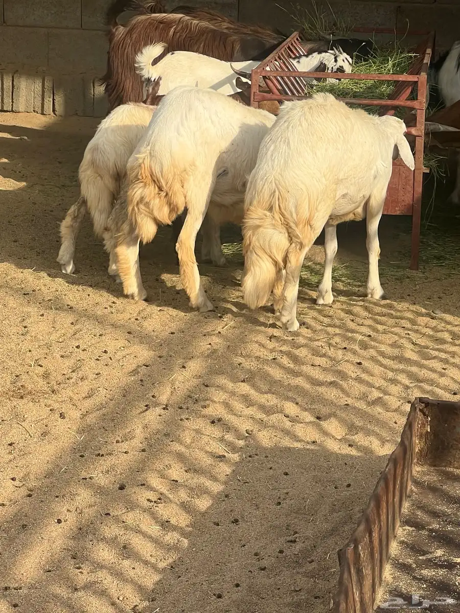 ذبايح للبيع كفو 6