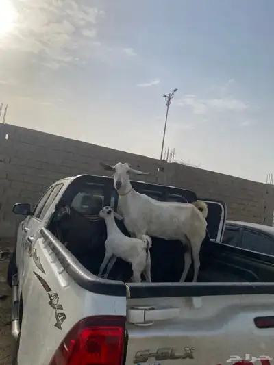 ماعز بيشي 3