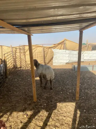 نعجه مضرع 1