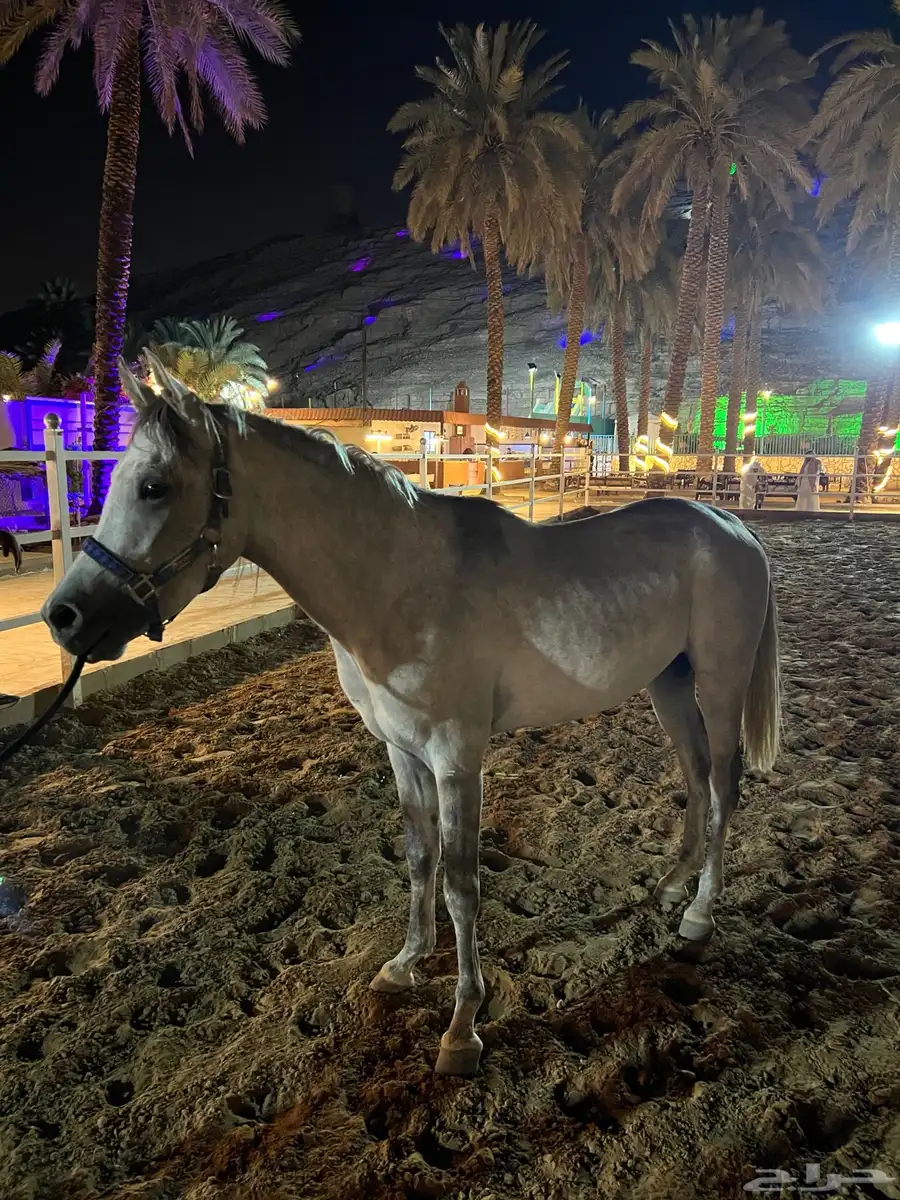 خيل شعبي 1