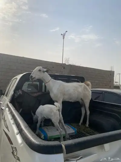 ماعز بيشي 5