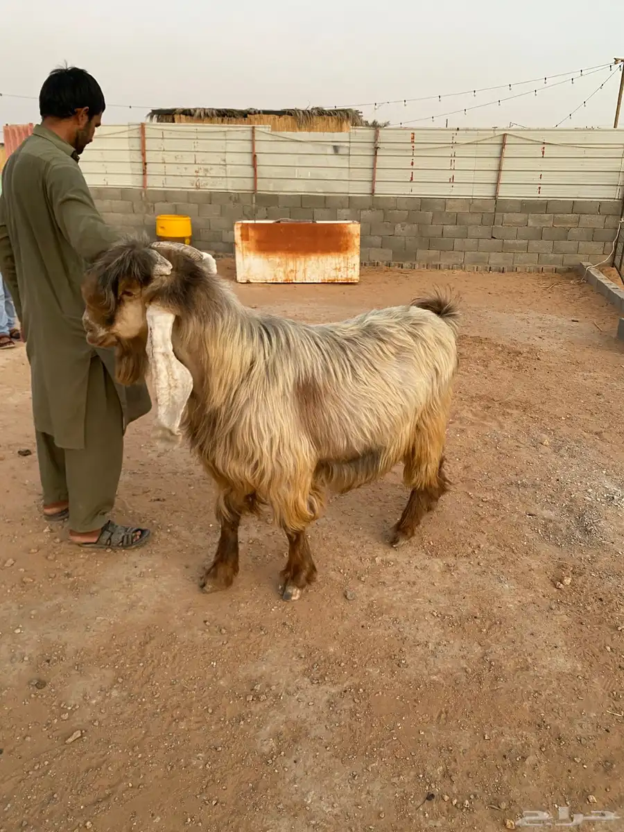 للبيع تيس 3