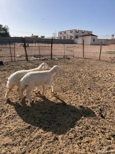 ذبايح رخال حريه 4