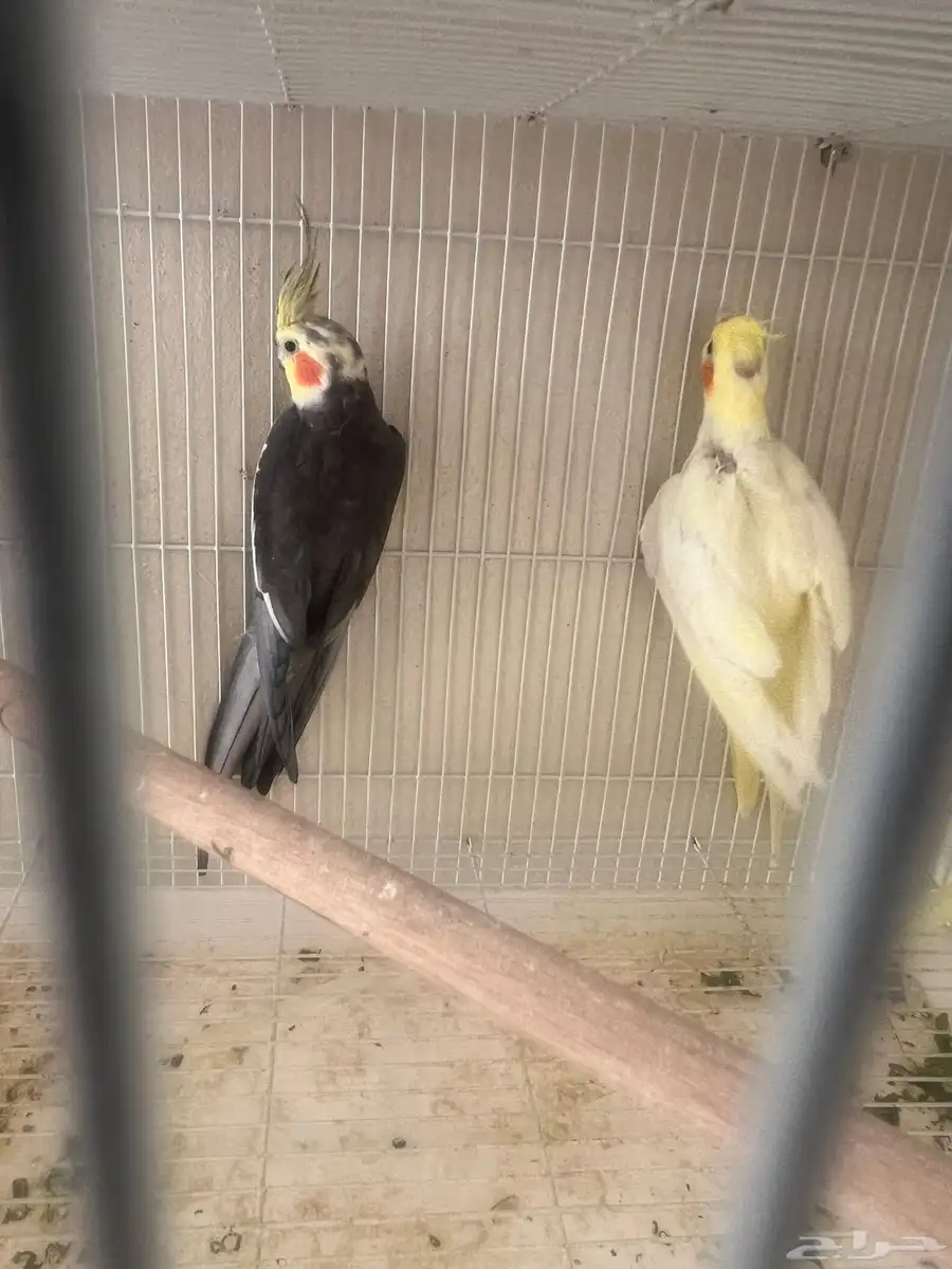 جوز كروان مع فروخه 2