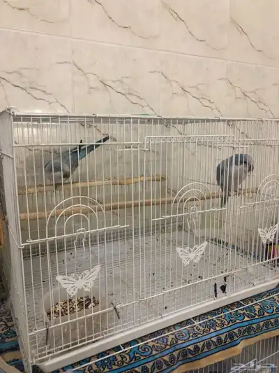زوجين كويكر منتجه بسعر جدا مناسب(تم البيع ) 2