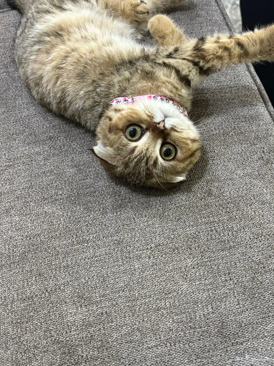 قطه 11