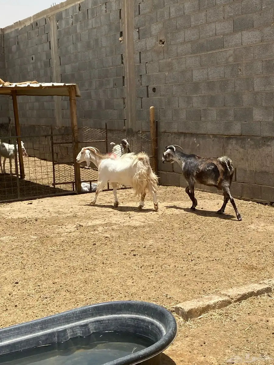 للبيع معزاء دفيع 1
