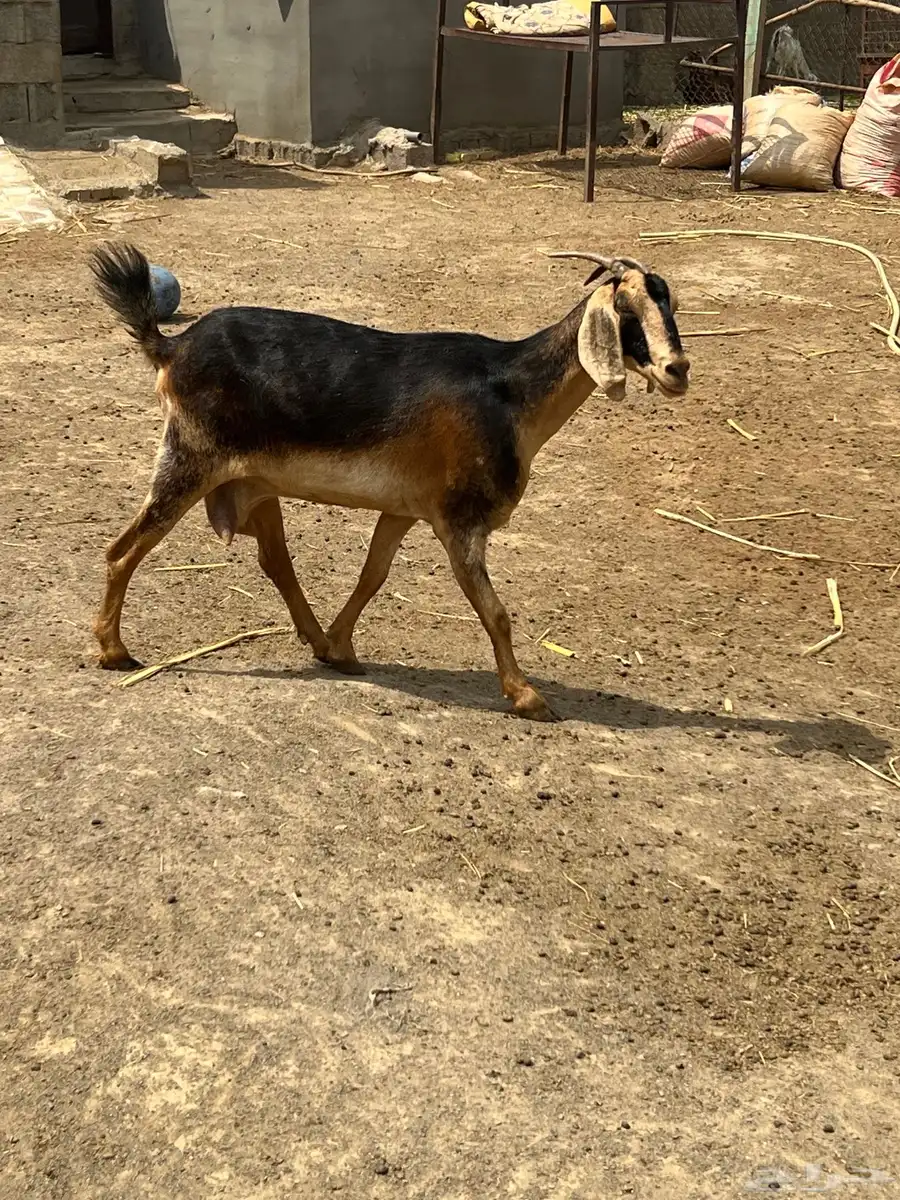 عنز فاخرة للبيع 4