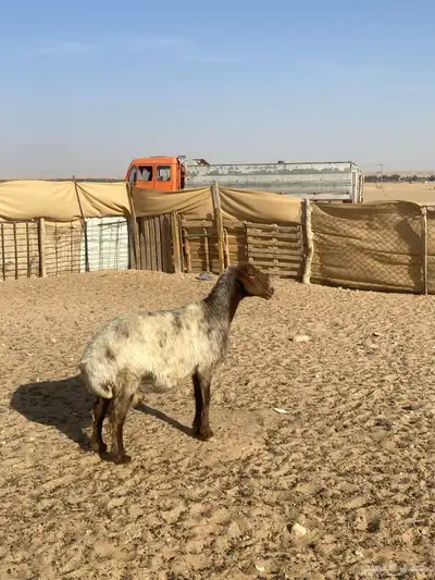 نعجه مضرع 3