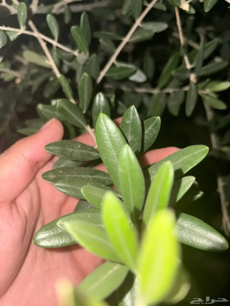 ورق الزيتون 0