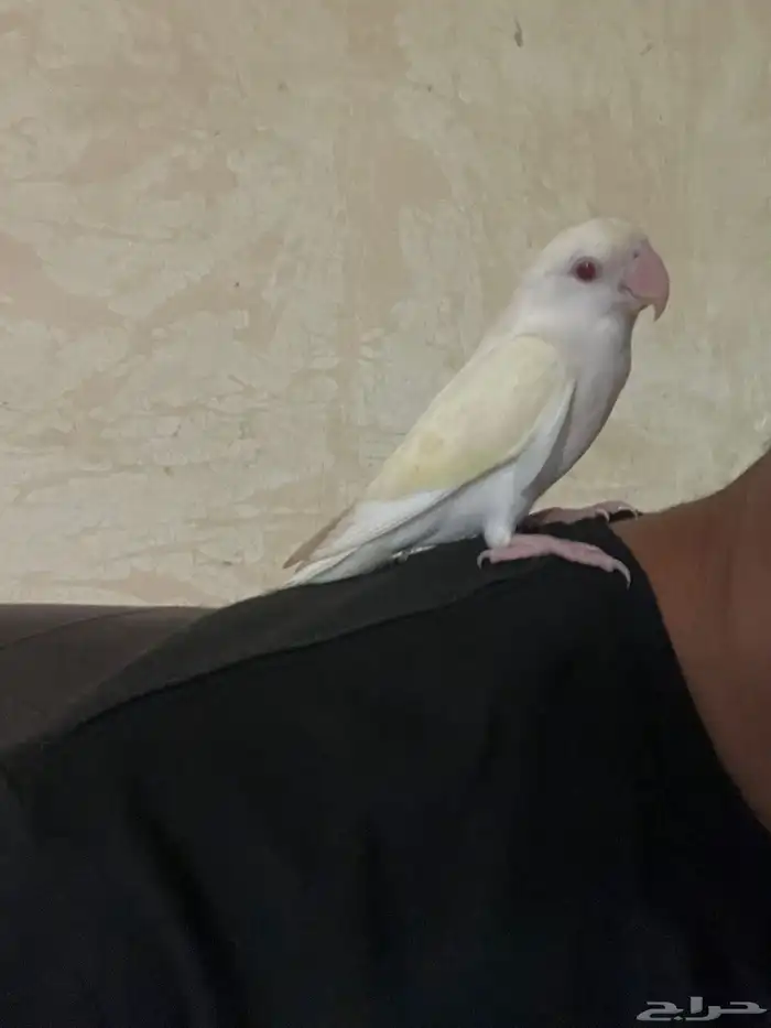 روز اينوا اليف عيون حمر فيه صفار خفيف بالجناح 2