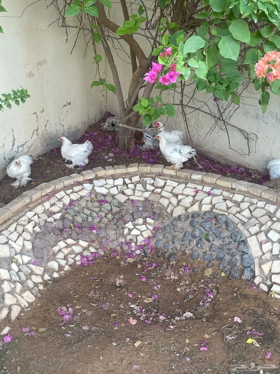 دجاج كوشن 1