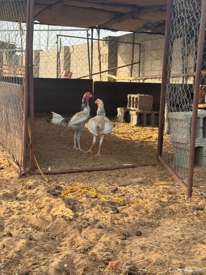 ديوك للبيع 1