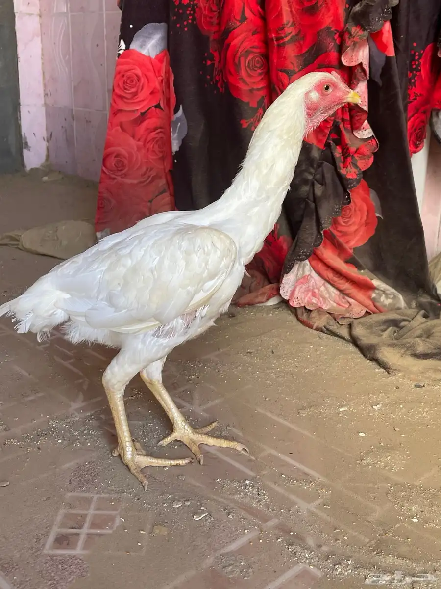 دجاج باكستاني 1