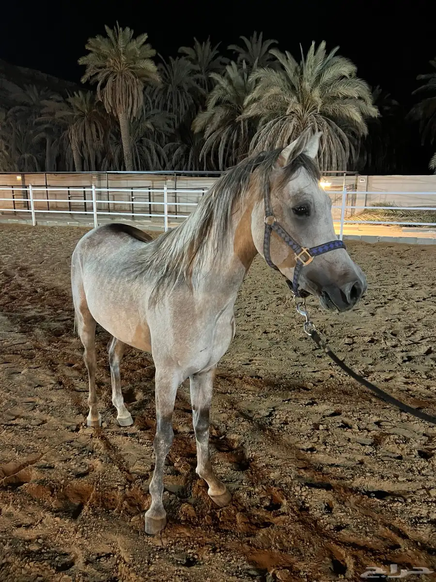 خيل شعبي 4