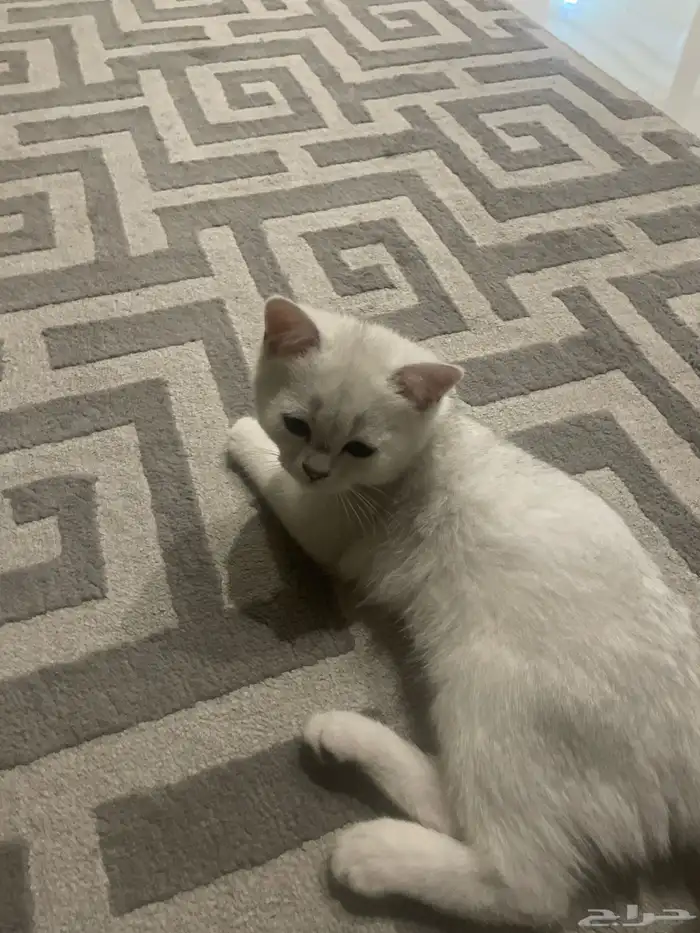 لعوبة 0