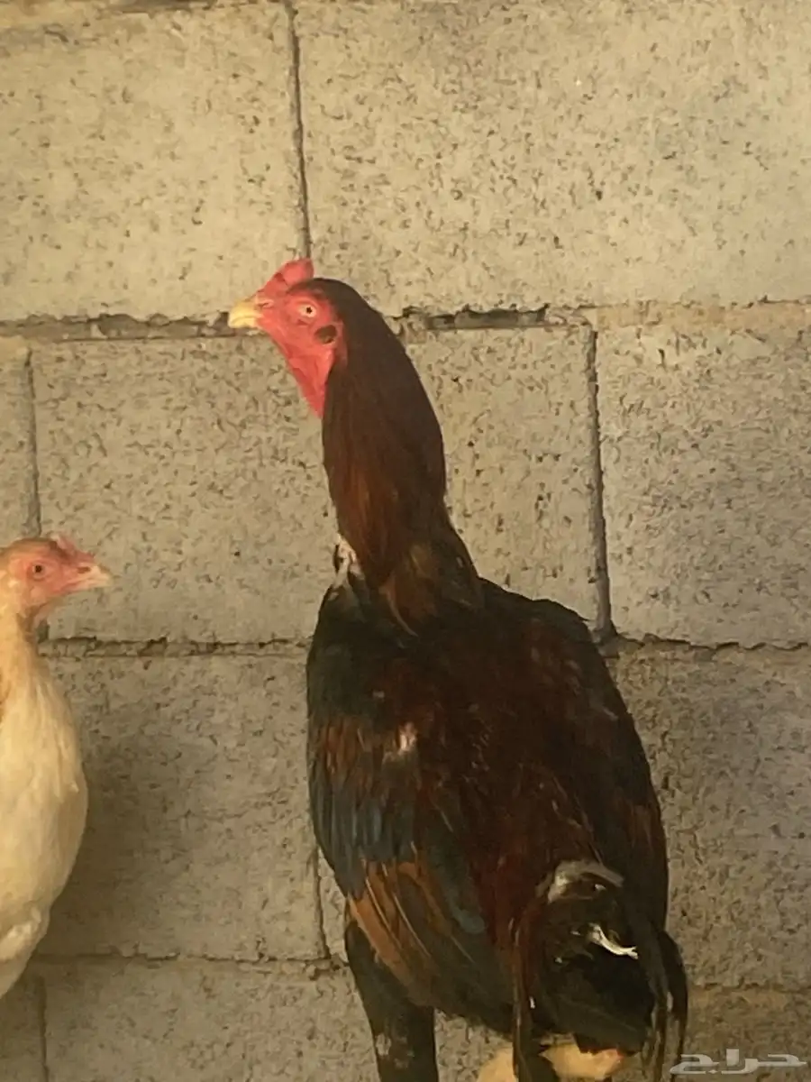 زوج سندي 3