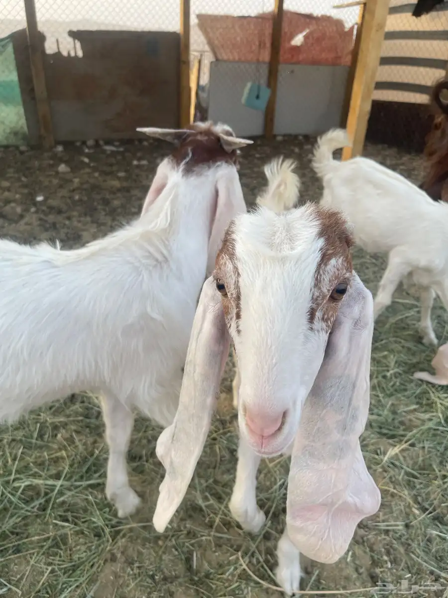 جفار 4
