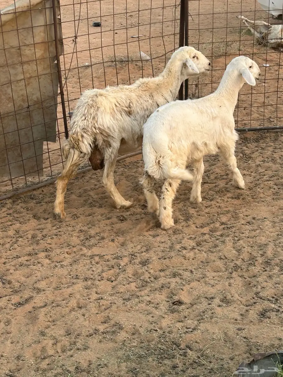 شاه حريه والد 2