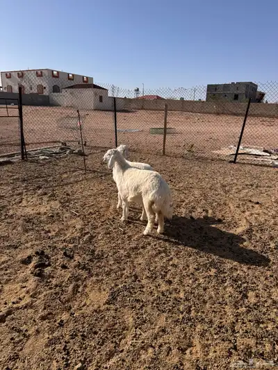 ذبايح رخال حريه 0