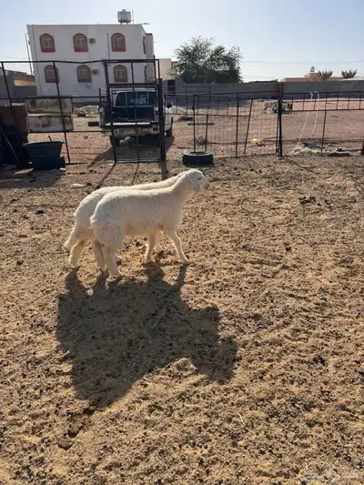 ذبايح رخال حريه 5