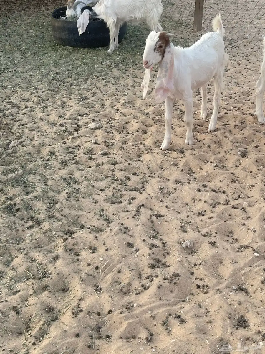 جفار 8