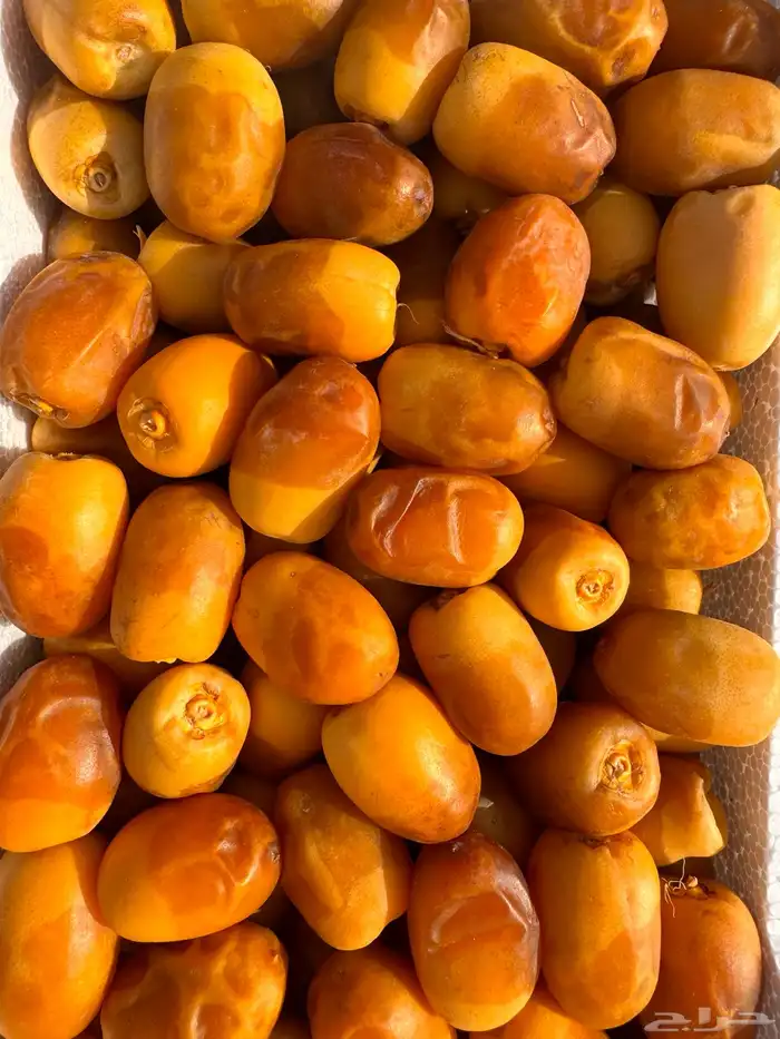 رطب خراف اليوم 1