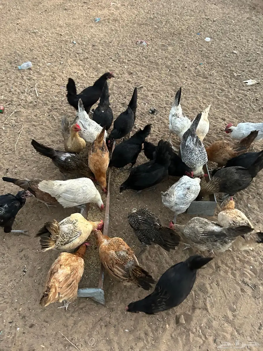 دجاج 0