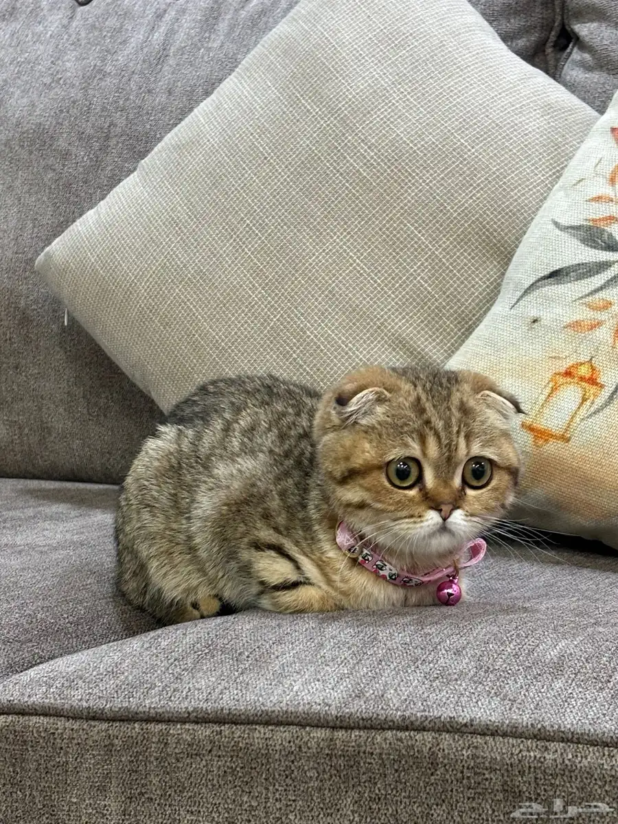 قطه 4
