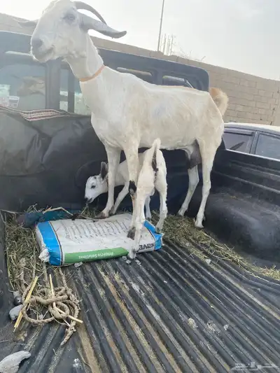 ماعز بيشي 2