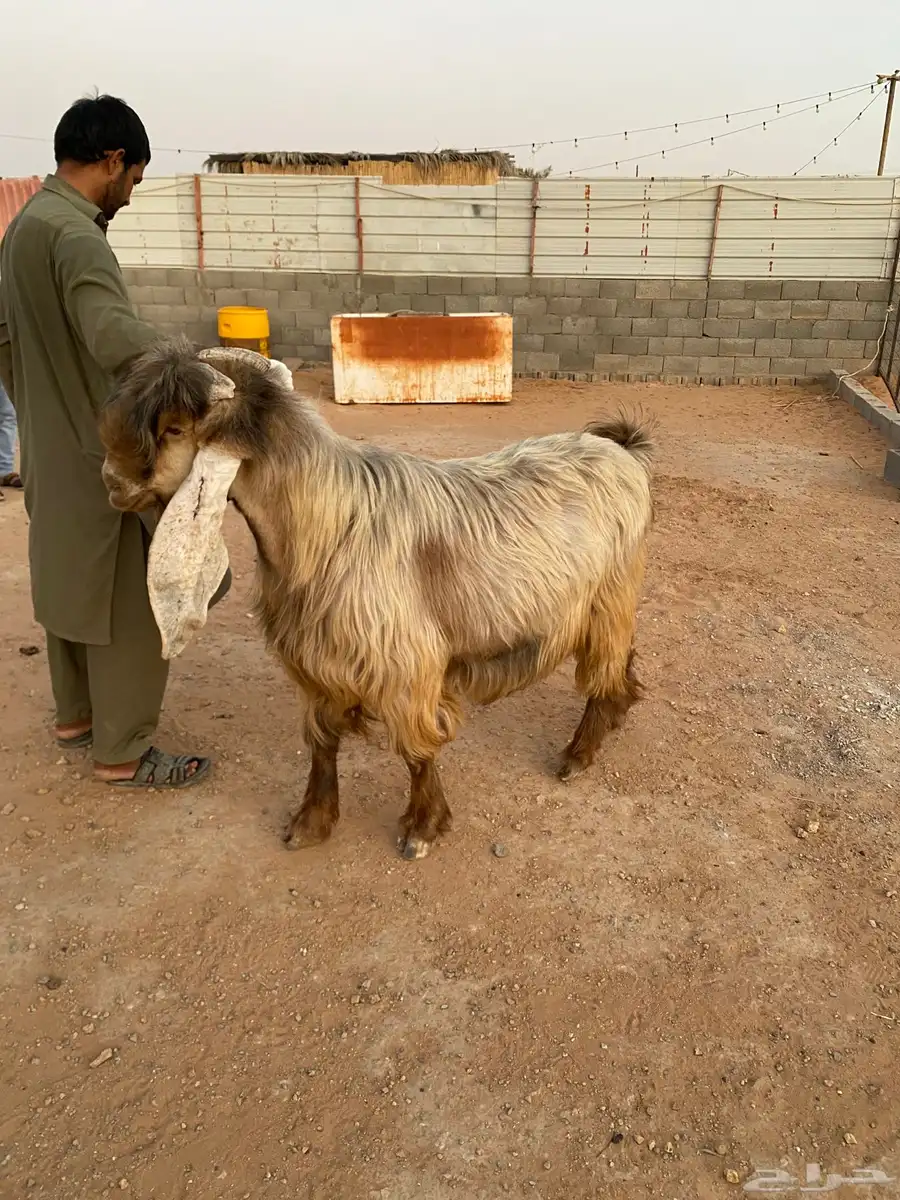 للبيع تيس 2