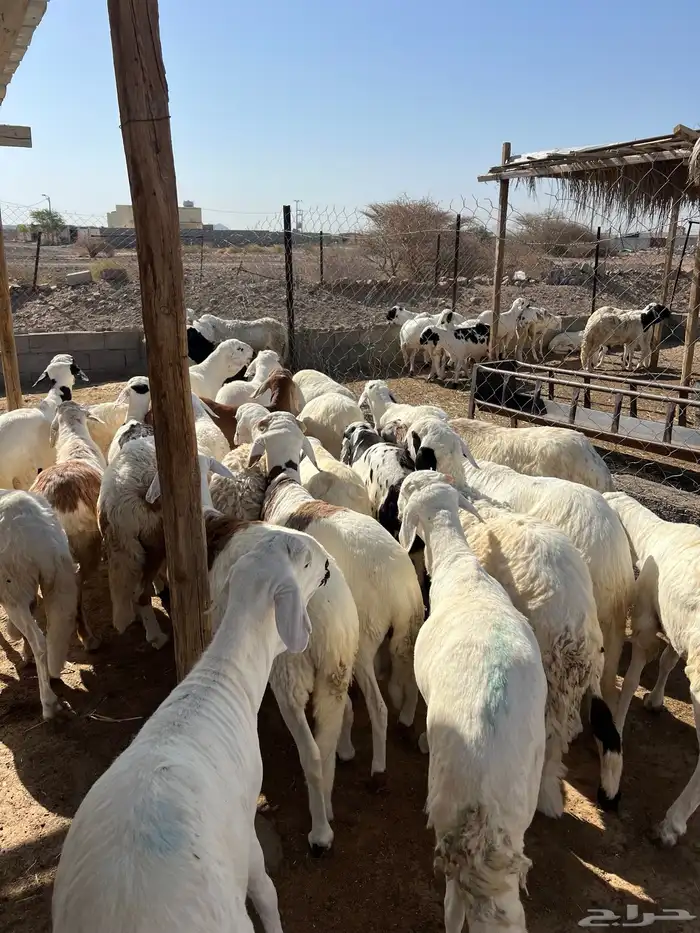 طليان سواكن مرابي 0