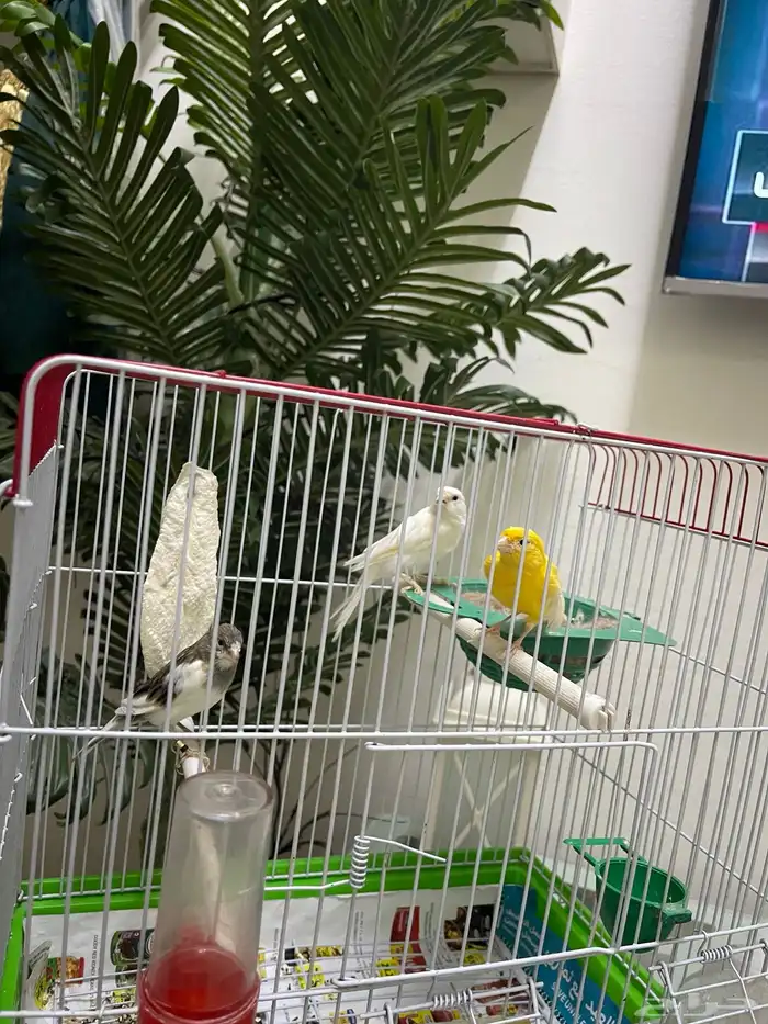 كناري ابيض ساده ذكر تغريد نار ذكر كناري ابيض بسمكتين حبشي 2