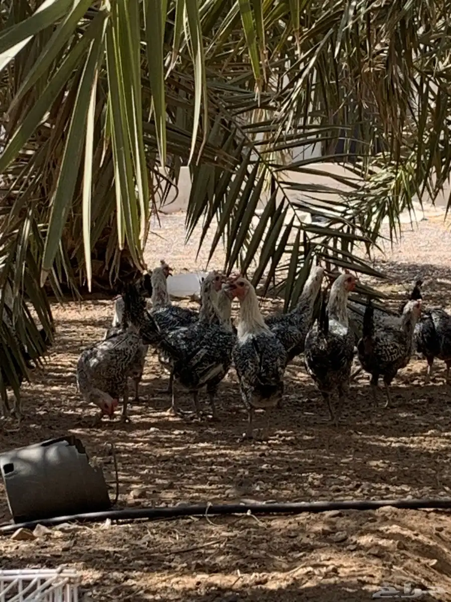 دجاج فيومي بياض 0