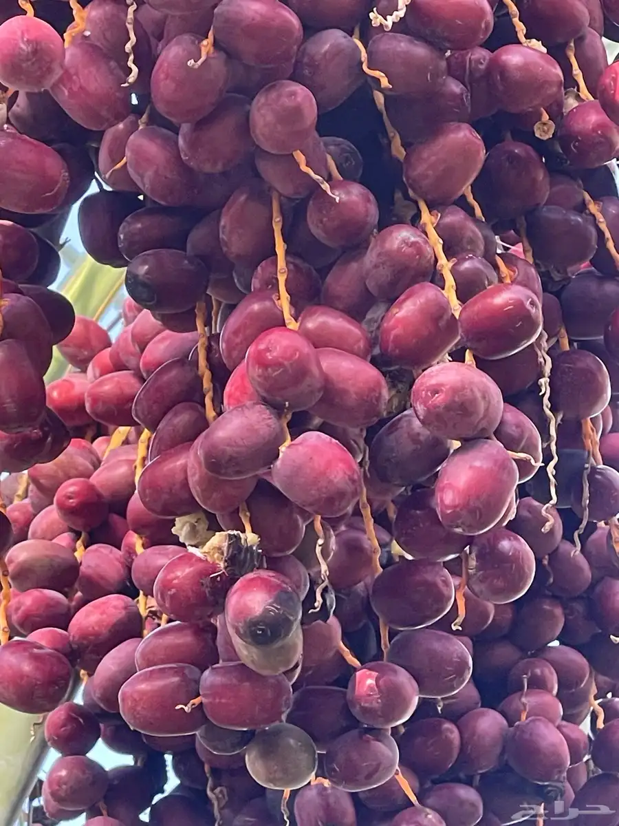 صيف مزرعه بوادي الفرع 0