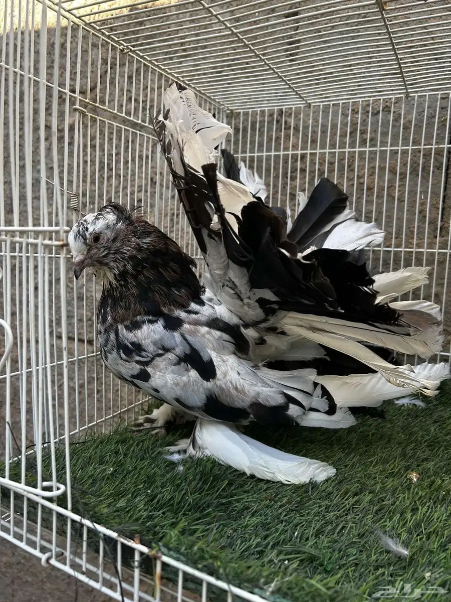 جوز رقاص أمريكي 3