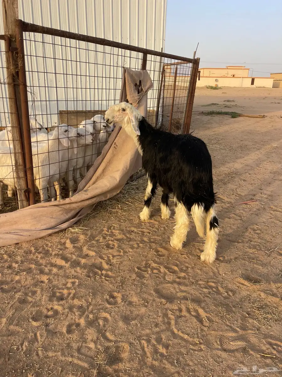 نجدي فحل 0