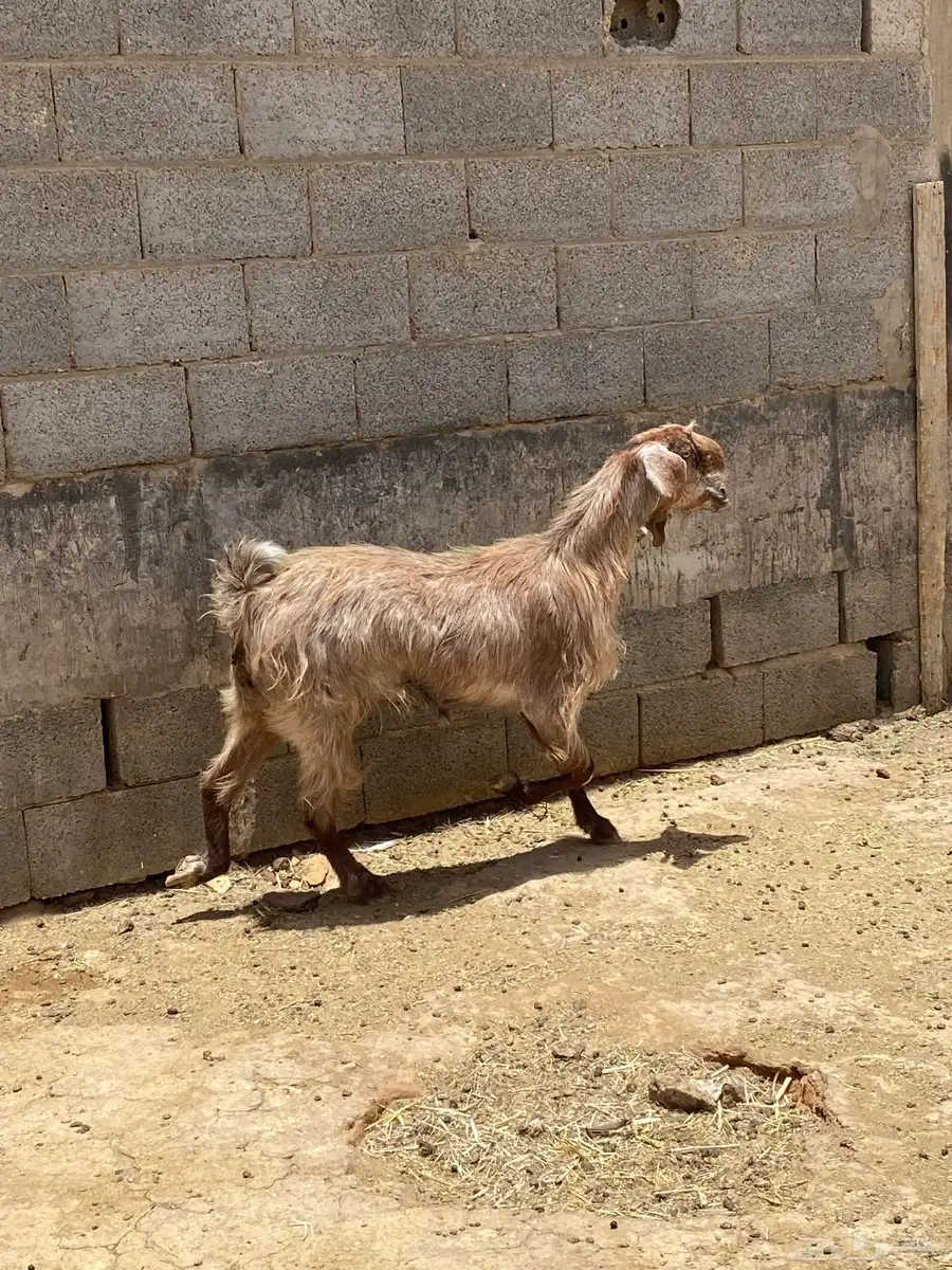 للبيع معزاء دفيع 9