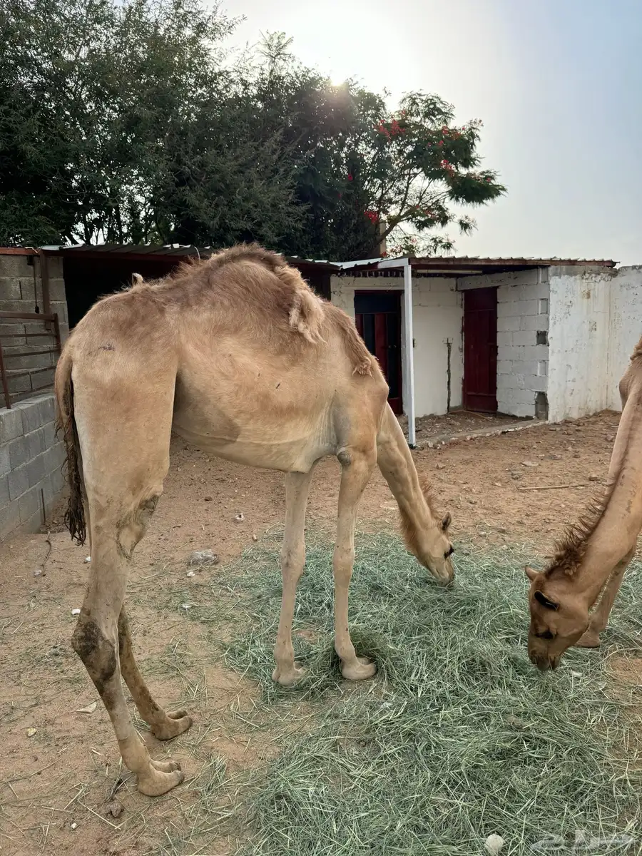 قعدان 0